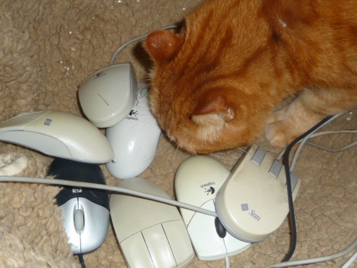 мышь, приют, компьютер